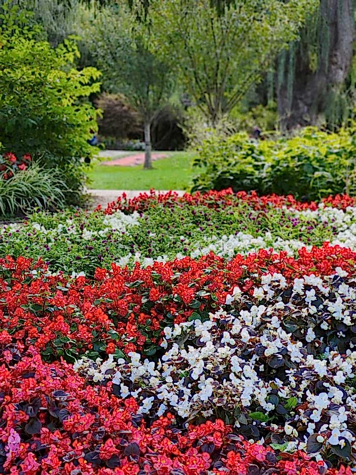 Colorful begonias in bloom at a lush park garden in Toronto.